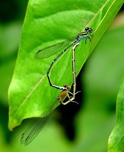 Pseudagrion indicum (ഇണചേരുന്നു)