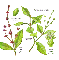 Description de l'image Psychotria viridis.gif.