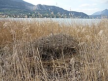 Roselière au bord du lac