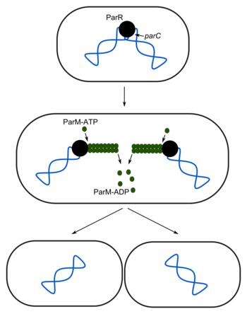 R1 partitioning