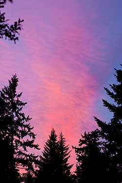 A photograph of Pink Sky