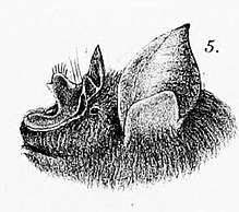 Rhinolophus affinis.jpg