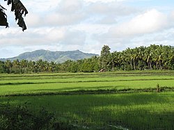 Rice fields in Milagros