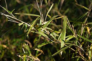 Arundinaria gigantea