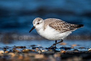 24. Platz: Stephan Sprinz mit Sanderling (Spiekeroog – Nationalpark Niedersächsisches Wattenmeer)