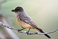 Say's Phoebe, Red Lodge, MT