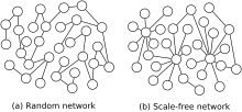 Random network (a) and scale-free network (b). Scale-free network sample.svg