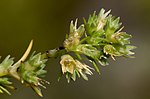 Vasaras žultszālīte (Scleranthus annuus)