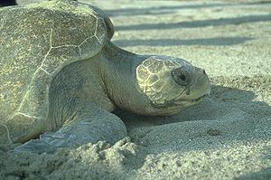Sea turtles excrete salts through tear ducts. "Crying" is visible when out of water. Sea turtle head.jpg
