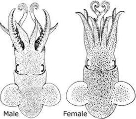 Sepietta oweniana. Самец слева, самка справа