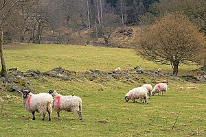 English: Sheep Pasture, Near Cow Wath
