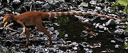 A Sinosauropteryx rekonstrukciója