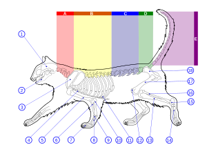 Cat anatomy