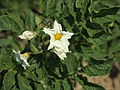 Solanum tuberosum Barbara (03) .jpg