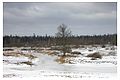 Auenlandschaft im Winter 2008, Soomaa Nationalpark