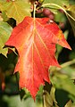 Las hojas en otoño se hacen rojas