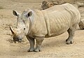 white rhinoceros