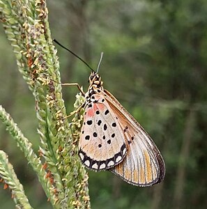 Window Acraea