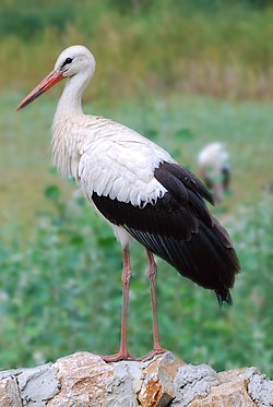 http://upload.wikimedia.org/wikipedia/commons/thumb/c/c6/Stork_(Palic,_Serbia).jpg/250px-Stork_(Palic,_Serbia).jpg