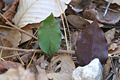 Purple underside of leaf