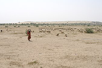 Troupeau de moutons en pâture dans la région de Jaisalmer.