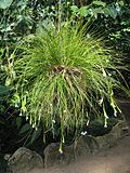 Miniatura para Tillandsia subg. Allardtia