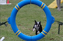 A Boston Terrier performing in the Agility ring