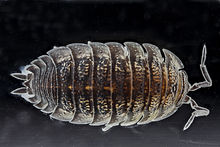 Trachelipus rathkii1.jpg