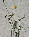 Tragopogon, Wiesenbocksbart