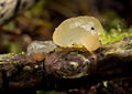 Buckeliger Zitterling (Tremella globispora)