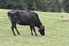 Турецкий натуральный черный рогатый скот - Ерликара 03.jpg