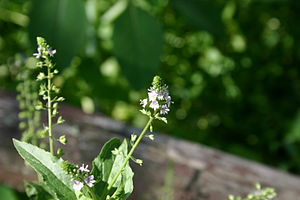 Flowers of Veronica americana