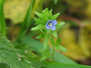 Veronica arvensis detail.jpeg