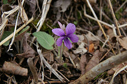 Viola phalacrocarpa (200704). 
 jpg