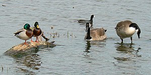 Mallards, Canada Geese and American Coot at Ch...