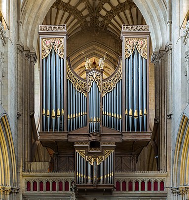 The organ