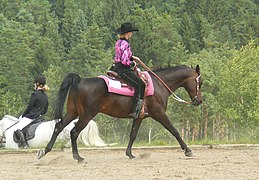 Shagya en équitation western