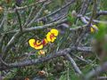 1 possibly Dillwynia, Blue Mountains N.P.