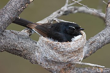 Willie Wagtail in nest