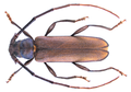 Xystrocera devittata