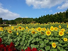 Solsikker i Japan (2016).