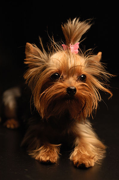 Súbor:Yorkshire Terrier Apple.jpg