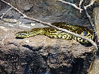 Anaconda jaune (Eunectes notaeus).