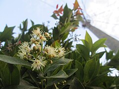 kembang lan pucuk godhong Syzygium myrtifolium