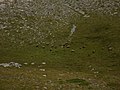 Քարայծներ, Մուսոն լեռնադածտ, Ողիմպոս