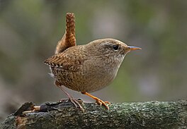 tomke (Troglodytes troglodytes).