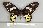 Ornithoptera meridionalis female, ventral view