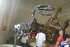 Reconstructed skeletons of flightless terror bird and ground sloth at the Museu Nacional, Rio de Janeiro 1064376 - Megafauna - Museu Nacional de Historia Natural UFRJ - 22 Outubro 2010 - Rio de Janeiro - Brazil.jpg