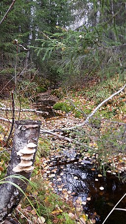 I reservatsutvidgningen vid Mitti-Holmsjön, Gömda bäckens utlopp mot sjön.