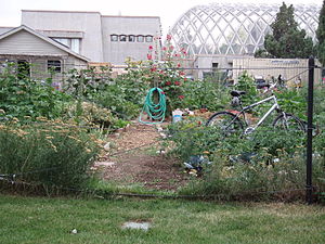 community garden, Denver CO